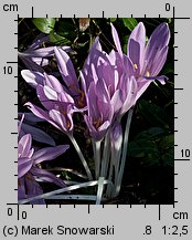 Colchicum sp.