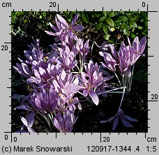 Colchicum sp.