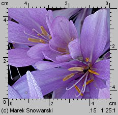 Colchicum sp.