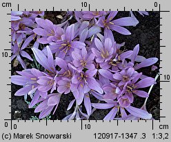 Colchicum sp.