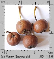 Pyrus pyraster (grusza polna)