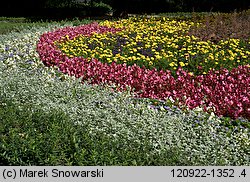 Helichrysum petiolare (kocanki włochate)