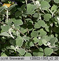 Helichrysum petiolare (kocanki włochate)