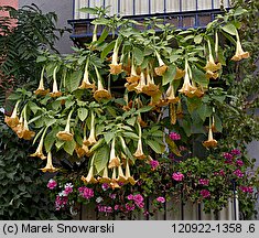 Brugmansia (bieluń drzewiasty)