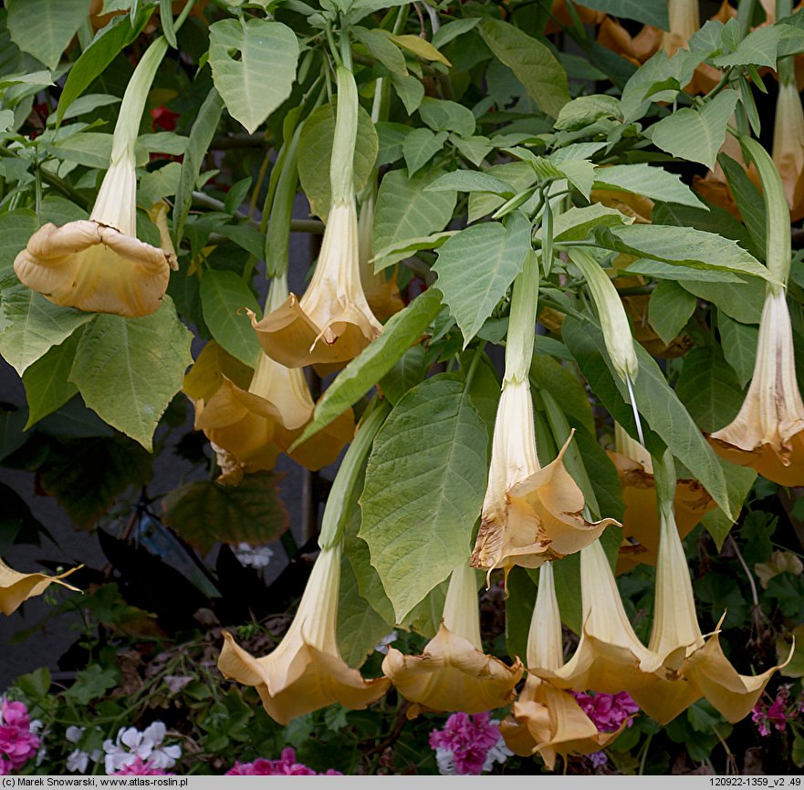 Brugmansia (bieluń drzewiasty)