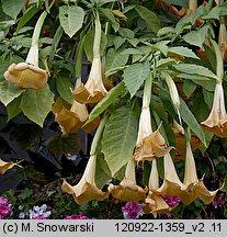 Brugmansia (bieluń drzewiasty)