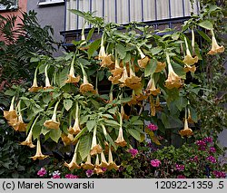 Brugmansia (bieluń drzewiasty)