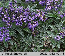 Heliotropium arborescens (heliotrop peruwiański)