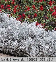 Salvia splendens (szałwia błyszcząca)