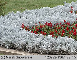 Jacobaea maritima (starzec popielny)