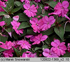 Impatiens ×nova-guinea (niecierpek nowogwinejski)