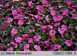 Impatiens ×nova-guinea (niecierpek nowogwinejski)