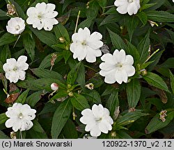 Impatiens ×nova-guinea (niecierpek nowogwinejski)