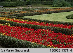 Salvia splendens (szałwia błyszcząca)