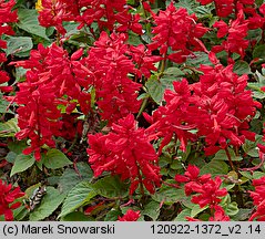 Salvia splendens (szałwia błyszcząca)