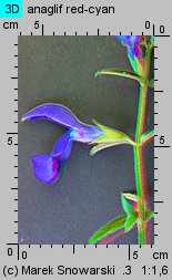 Salvia patens (szałwia otwarta)