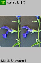 Salvia patens (szałwia otwarta)