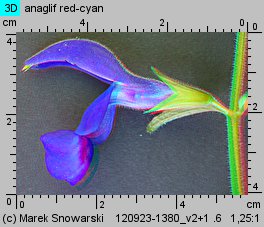 Salvia patens (szałwia otwarta)