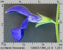 Salvia patens (szałwia otwarta)