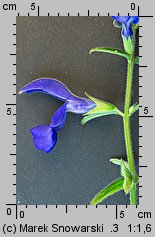 Salvia patens (szałwia otwarta)