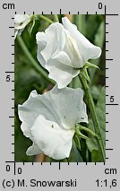 Lathyrus odoratus (groszek pachnący)