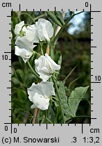 Lathyrus odoratus (groszek pachnący)