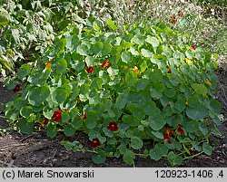 Tropaeolum majus (nasturcja większa)