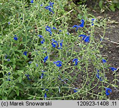 Salvia patens (szałwia otwarta)