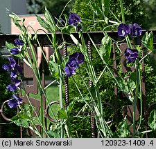 Lathyrus odoratus (groszek pachnący)