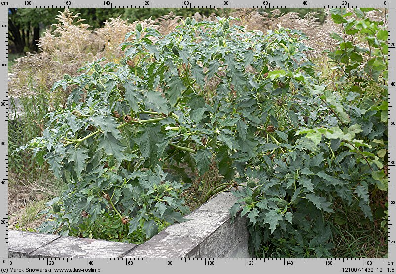 Datura stramonium (bieluń dziędzierzawa)