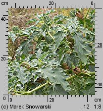 Datura stramonium (bieluń dziędzierzawa)