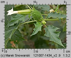 Datura stramonium (bieluń dziędzierzawa)