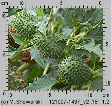 Datura stramonium (bieluń dziędzierzawa)