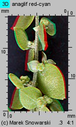 Atriplex nitens (łoboda błyszcząca)