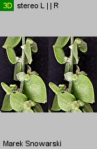 Atriplex nitens (łoboda błyszcząca)