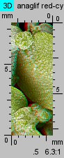 Atriplex nitens (łoboda błyszcząca)
