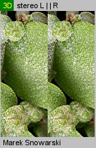 Atriplex nitens (łoboda błyszcząca)