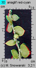 Atriplex nitens (łoboda błyszcząca)