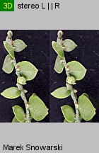 Atriplex nitens (łoboda błyszcząca)