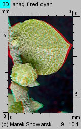 Atriplex nitens (łoboda błyszcząca)
