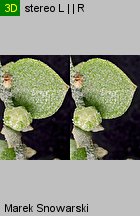Atriplex nitens (łoboda błyszcząca)