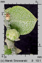 Atriplex nitens (łoboda błyszcząca)