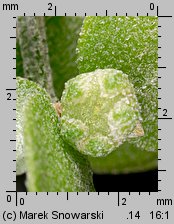 Atriplex nitens (łoboda błyszcząca)