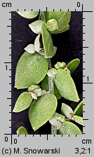 Atriplex nitens (łoboda błyszcząca)