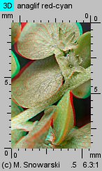 Atriplex nitens (łoboda błyszcząca)