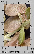 Atriplex nitens (łoboda błyszcząca)