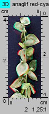 Atriplex nitens (łoboda błyszcząca)