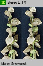 Atriplex nitens (łoboda błyszcząca)