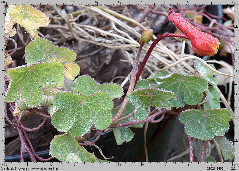 Tropaeolum tuberosum (nasturcja bulwiasta)