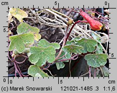 Tropaeolum tuberosum (nasturcja bulwiasta)